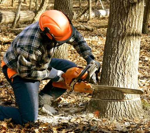 Tree Removal in Fairfield, IL